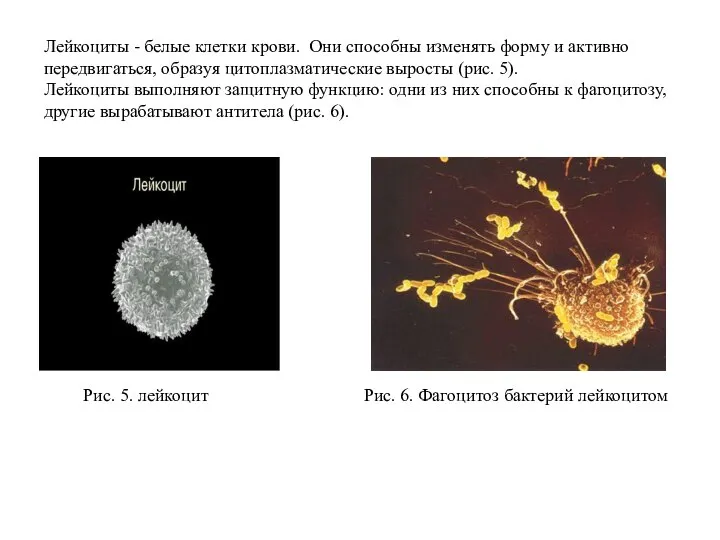 Лейкоциты - белые клетки крови. Они способны изменять форму и активно передвигаться,