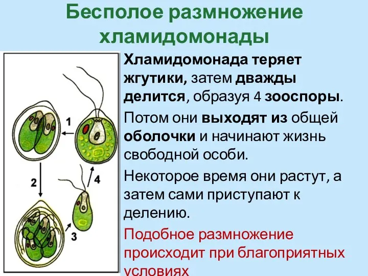 Бесполое размножение хламидомонады Хламидомонада теряет жгутики, затем дважды делится, образуя 4 зооспоры.
