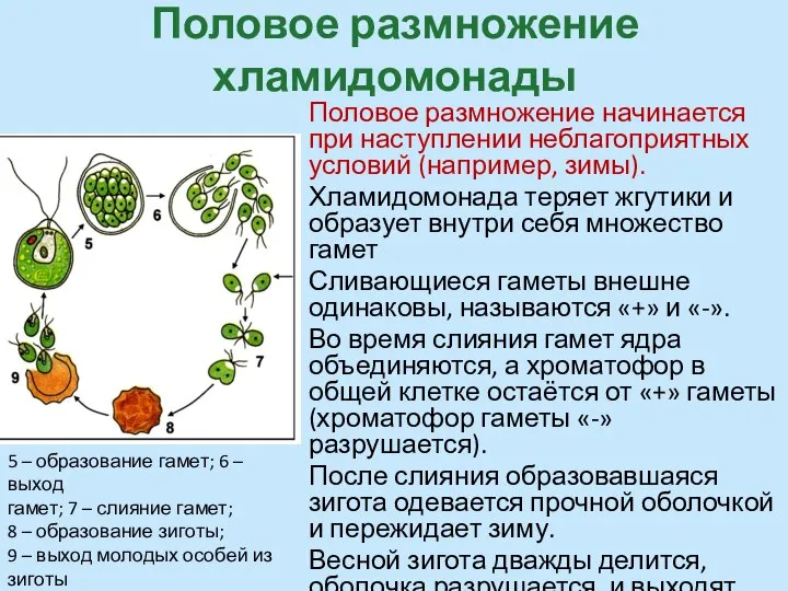 Половое размножение хламидомонады Половое размножение начинается при наступлении неблагоприятных условий (например, зимы).