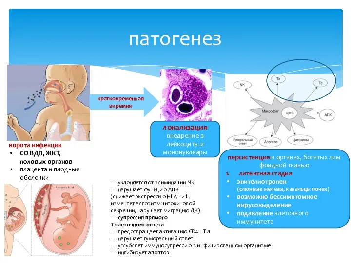 патогенез ворота инфекции СО ВДП, ЖКТ, половых органов плацента и плодные оболочки