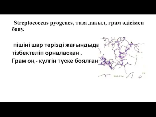 Streptococcus pyogenes, таза дақыл, грам әдісімен бояу. пішіні шар тәрізді жағындыда тізбектеліп