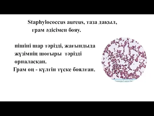 Staphylococcus aureus, таза дақыл, грам әдісімен бояу. пішіні шар тәрізді, жағындыда жүзімнің