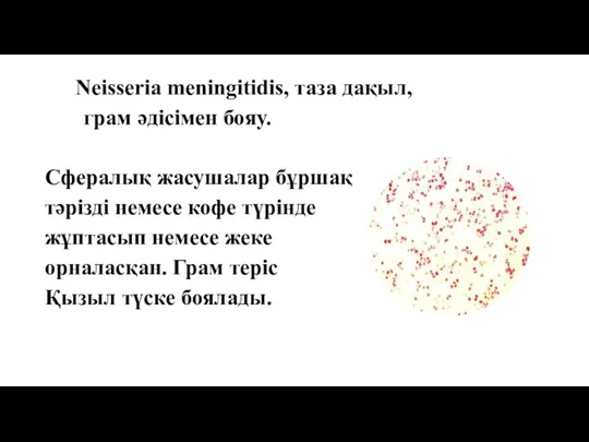 Neisseria meningitidis, таза дақыл, грам әдісімен бояу. Сфералық жасушалар бұршақ тәрізді немесе