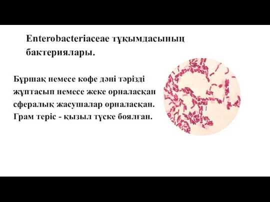 Enterobacteriaceae тұқымдасының бактериялары. Бұршақ немесе кофе дәні тәрізді жұптасып немесе жеке орналасқан