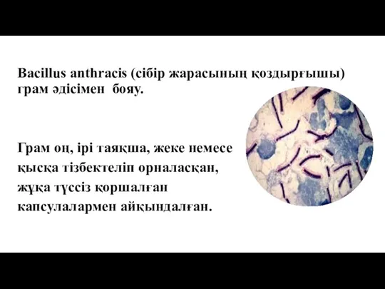 Bacillus anthracis (сібір жарасының қоздырғышы) грам әдісімен бояу. Грам оң, ірі таяқша,