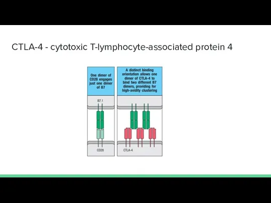 CTLA-4 - cytotoxic T-lymphocyte-associated protein 4