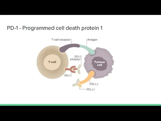 PD-1 - Programmed cell death protein 1