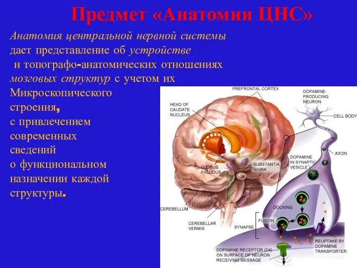 Предмет «Анатомии ЦНС» Анатомия центральной нервной системы дает представление об устройстве и