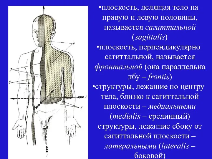 плоскость, делящая тело на правую и левую половины, называется сагиттальной (sagittalis) плоскость,
