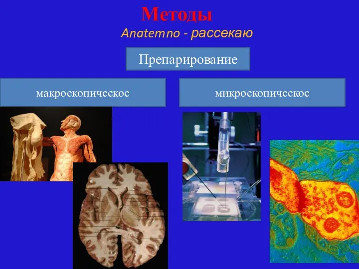 Методы Anatemno - рассекаю Препарирование макроскопическое микроскопическое