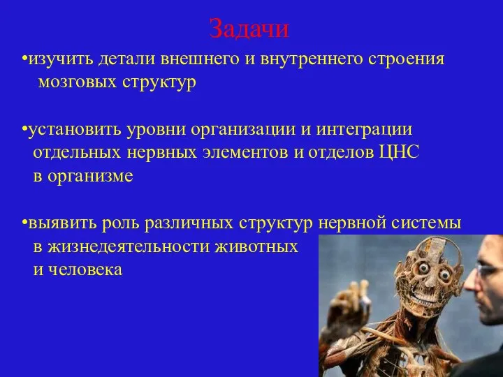 Задачи изучить детали внешнего и внутреннего строения мозговых структур установить уровни организации