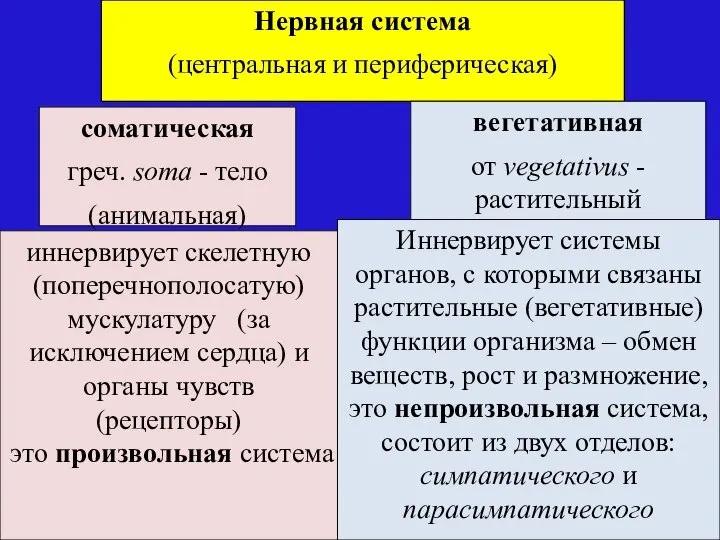 Нервная система (центральная и периферическая) соматическая греч. soma - тело (анимальная) вегетативная