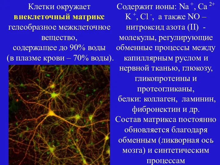 Содержит ионы: Na +, Ca 2+ K +, Cl -, а также