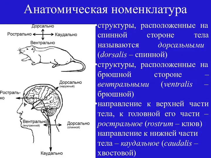 Анатомическая номенклатура структуры, расположенные на спинной стороне тела называются дорсальными (dorsalis –