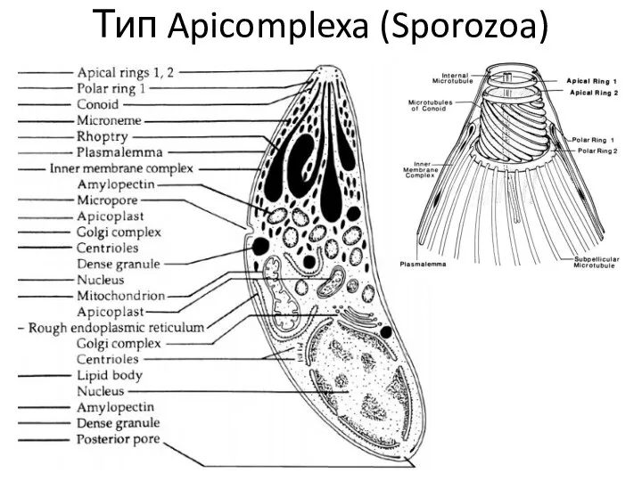 Тип Apicomplexa (Sporozoa)