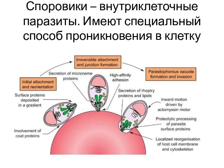 Споровики – внутриклеточные паразиты. Имеют специальный способ проникновения в клетку