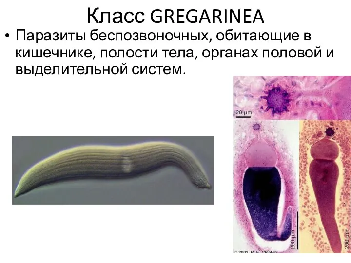 Класс GREGARINEA Паразиты беспозвоночных, обитающие в кишечнике, полости тела, органах половой и выделительной систем.