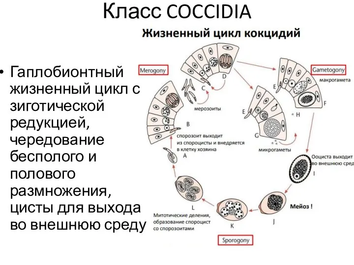 Класс COCCIDIA Гаплобионтный жизненный цикл с зиготической редукцией, чередование бесполого и полового