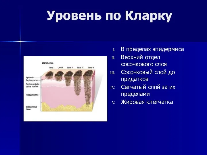 Уровень по Кларку В пределах эпидермиса Верхний отдел сосочкового слоя Сосочковый слой