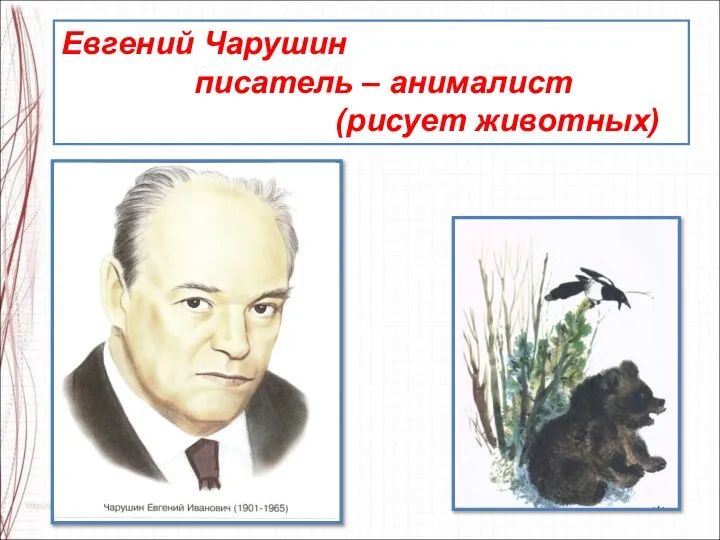 Евгений Чарушин писатель – анималист (рисует животных)