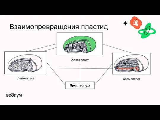 Взаимопревращения пластид Пропластида Лейкопласт Хлоропласт Хромопласт