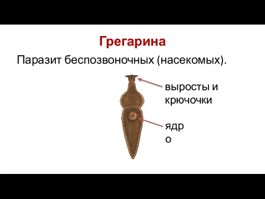 Грегарина Паразит беспозвоночных (насекомых). выросты и крючочки ядро