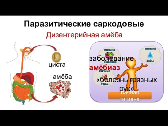 Паразитические саркодовые Дизентерийная амёба циста амёба заболевание амёбиаз «болезнь грязных рук»