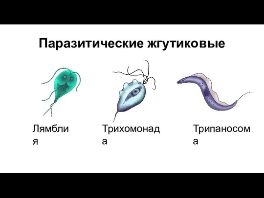 Паразитические жгутиковые Лямблия Трихомонада Трипаносома