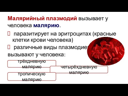 Малярийный плазмодий вызывает у человека малярию. паразитирует на эритроцитах (красные клетки крови