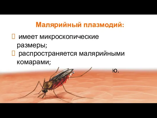 Малярийный плазмодий: имеет микроскопические размеры; распространяется малярийными комарами; у человека вызывает малярию.