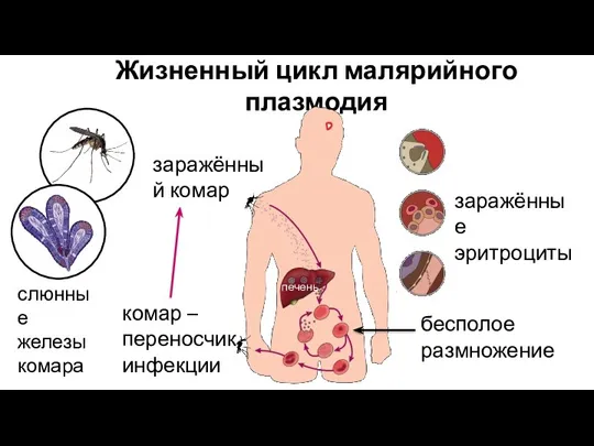 Жизненный цикл малярийного плазмодия заражённый комар заражённые эритроциты комар – переносчик инфекции