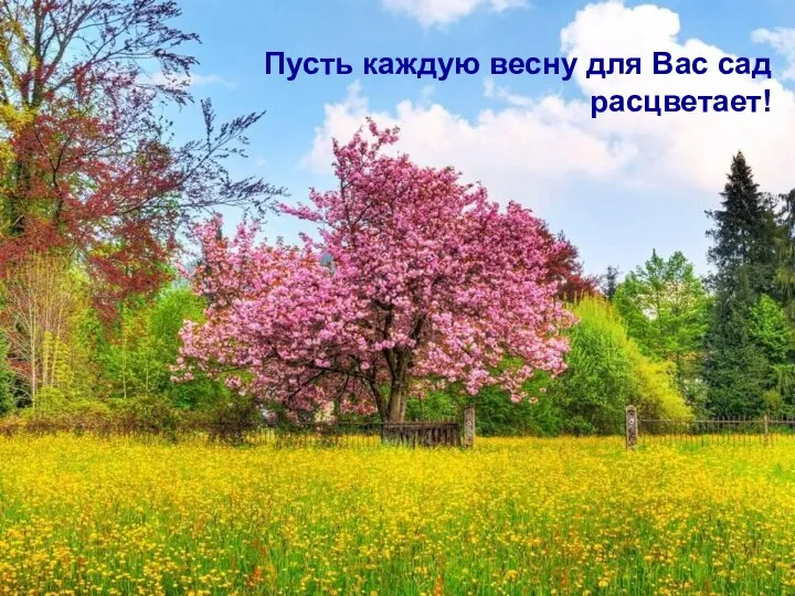 Пусть каждую весну для Вас сад расцветает!