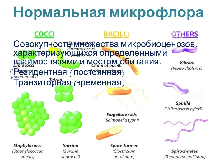 Нормальная микрофлора человека Совокупность множества микробиоценозов, характеризующихся определенными взаимосвязями и местом обитания.