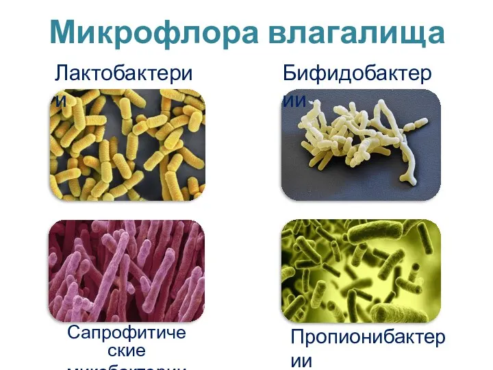 Микрофлора влагалища Лактобактерии Бифидобактерии Сапрофитические микобактерии Пропионибактерии