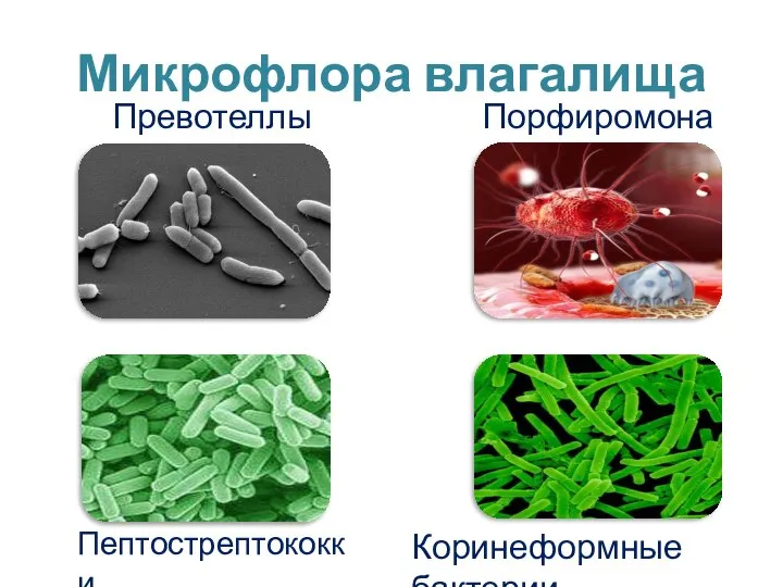 Микрофлора влагалища Коринеформные бактерии Порфиромонады Пептострептококки Превотеллы