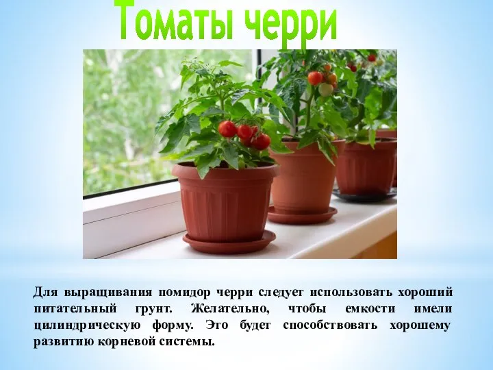 Томаты черри Для выращивания помидор черри следует использовать хороший питательный грунт. Желательно,