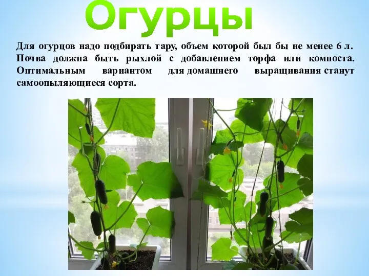 Огурцы Для огурцов надо подбирать тару, объем которой был бы не менее