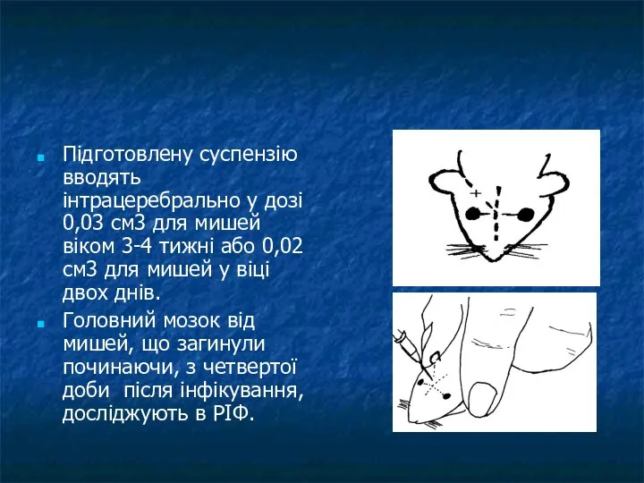 Підготовлену суспензію вводять інтрацеребрально у дозі 0,03 см3 для мишей віком 3-4