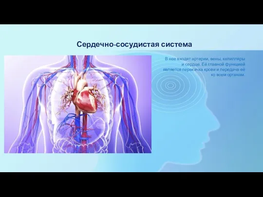 Сердечно-сосудистая система В нее входят артерии, вены, капилляры и сердце. Её главной
