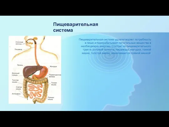 Пищеварительная система Пищеварительная система удовлетворяет потребность в пище и перерабатывает питательные вещества