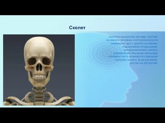 Скелет Скелетно-мышечная система. Состоит из скелета человека, в котором все кости совмещены