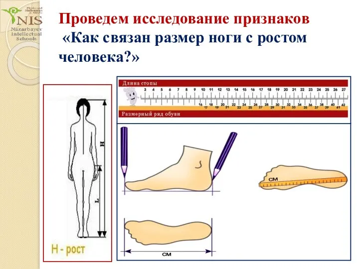 Проведем исследование признаков «Как связан размер ноги с ростом человека?»