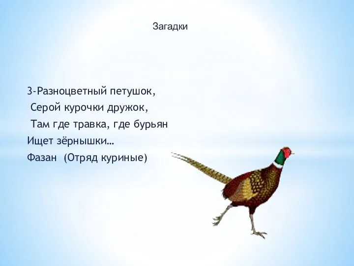 3-Разноцветный петушок, Серой курочки дружок, Там где травка, где бурьян Ищет зёрнышки… Фазан (Отряд куриные) Загадки