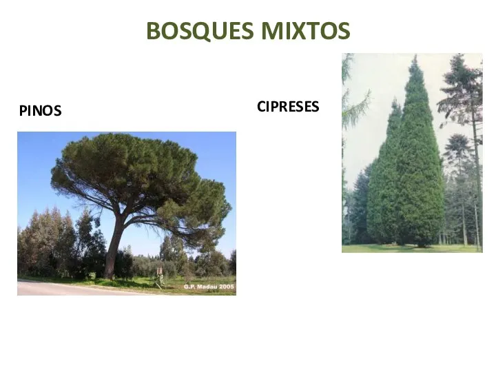 BOSQUES MIXTOS PINOS CIPRESES