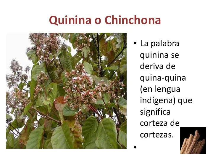 Quinina o Chinchona La palabra quinina se deriva de quina-quina (en lengua