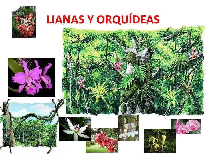 LIANAS Y ORQUÍDEAS