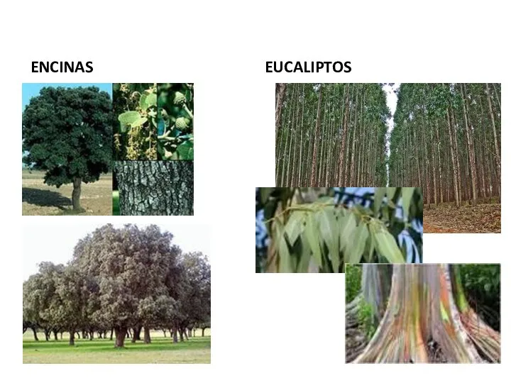 ENCINAS EUCALIPTOS