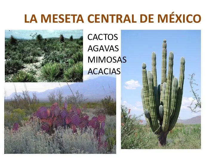 LA MESETA CENTRAL DE MÉXICO CACTOS AGAVAS MIMOSAS ACACIAS