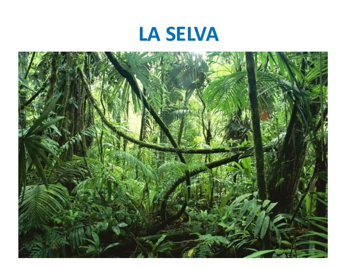 LA SELVA