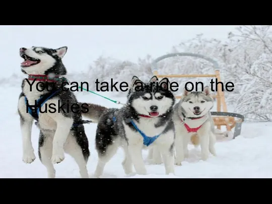 You can take a ride on the Huskies